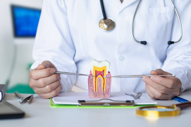 Best Emergency Dental Services for Seniors in Gridley, IL